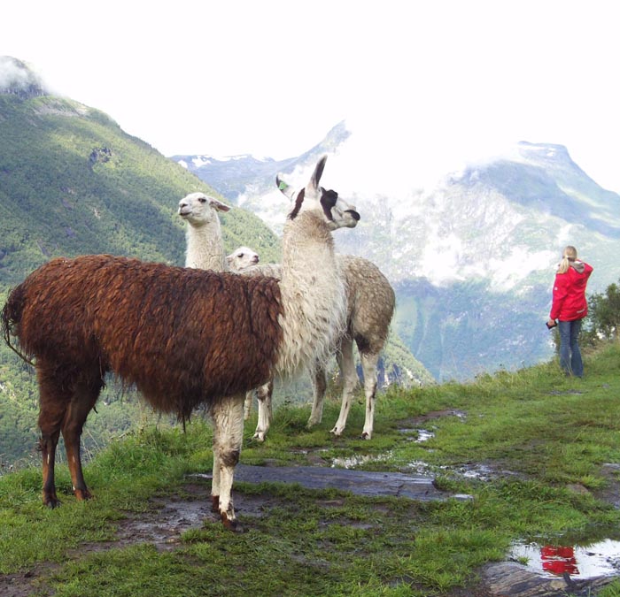 fauna-fiordo-de-geirager