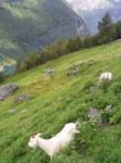 cabras-granjas-geiranger