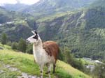 llamas-protectoras-geiranger